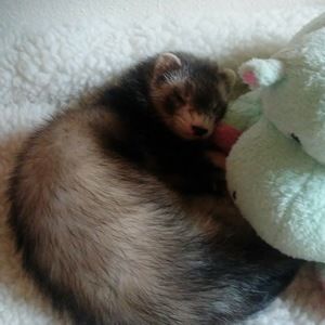 Meet your Posher, Lynnette